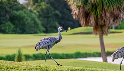 Sandhill Crane walking on golf course